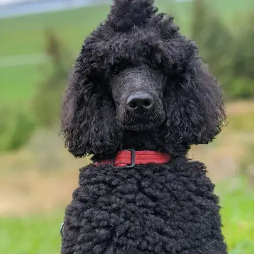 標準黑貴賓犬照片