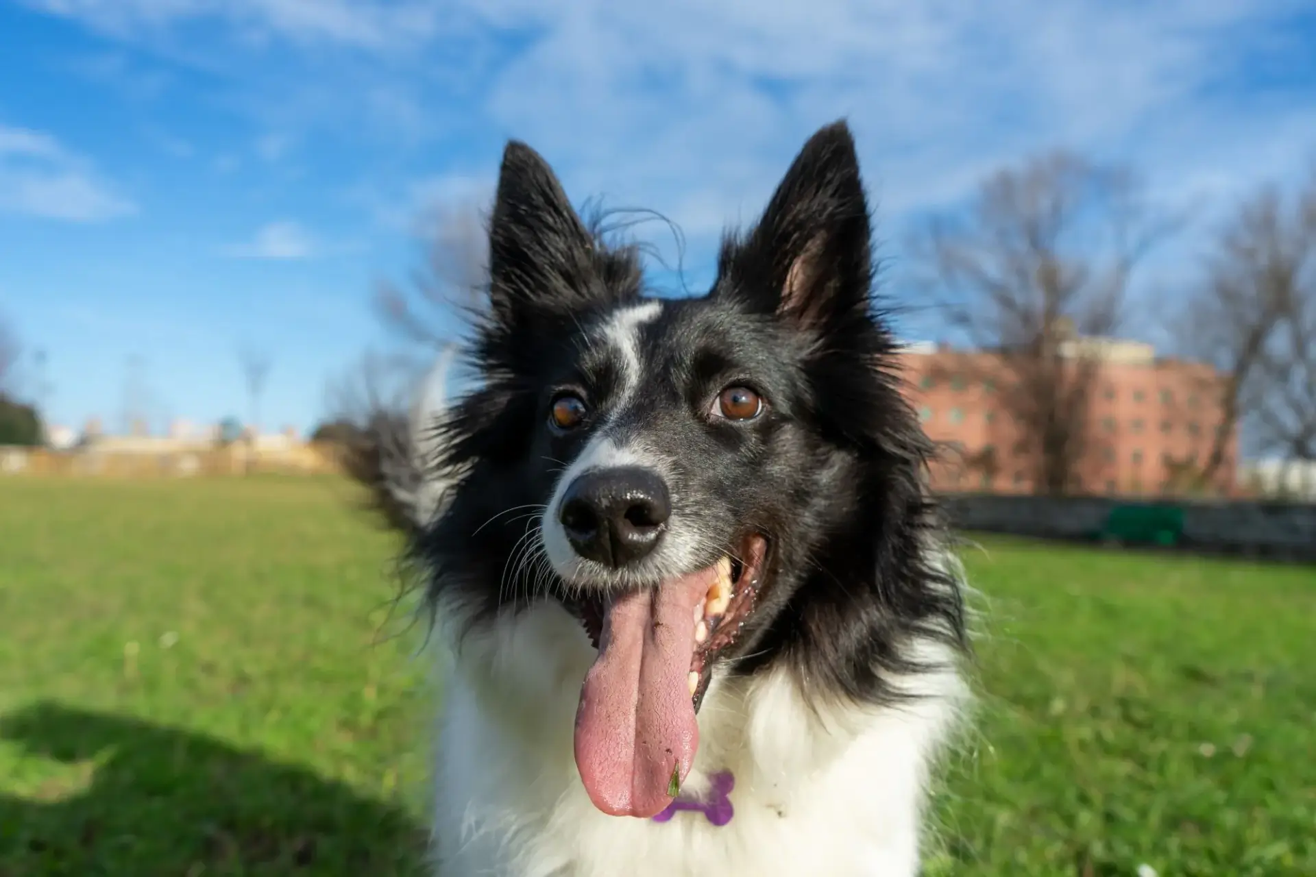 邊境牧羊犬照片