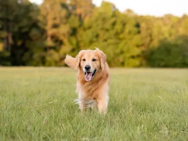 常見犬種介紹:黃金獵犬